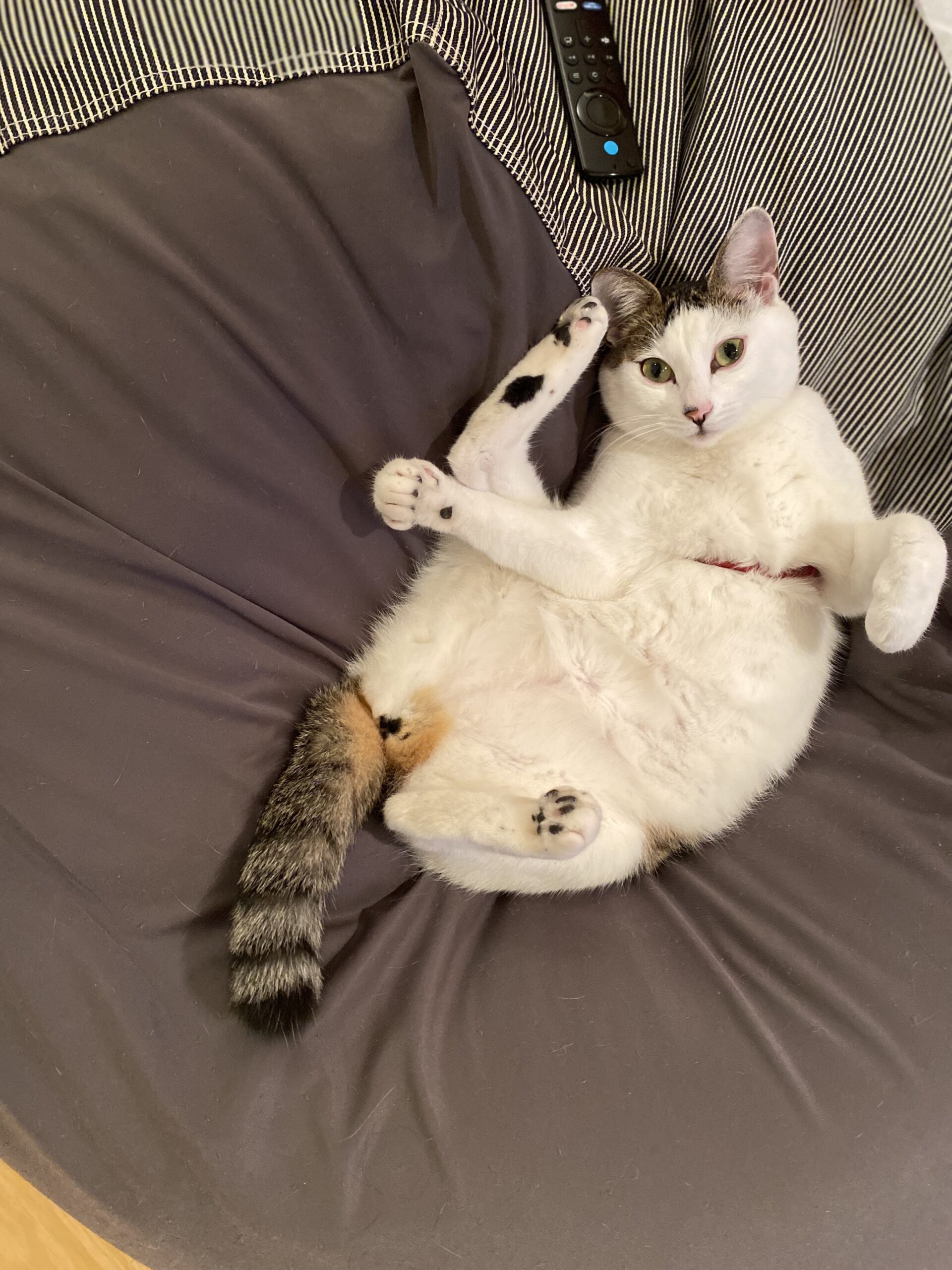 プロフィール